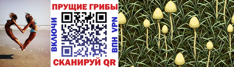 Псилоцибиновые грибы Magic Shrooms  Луга 